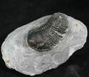 Bargain Gerastos Trilobite Fossil #27931-1